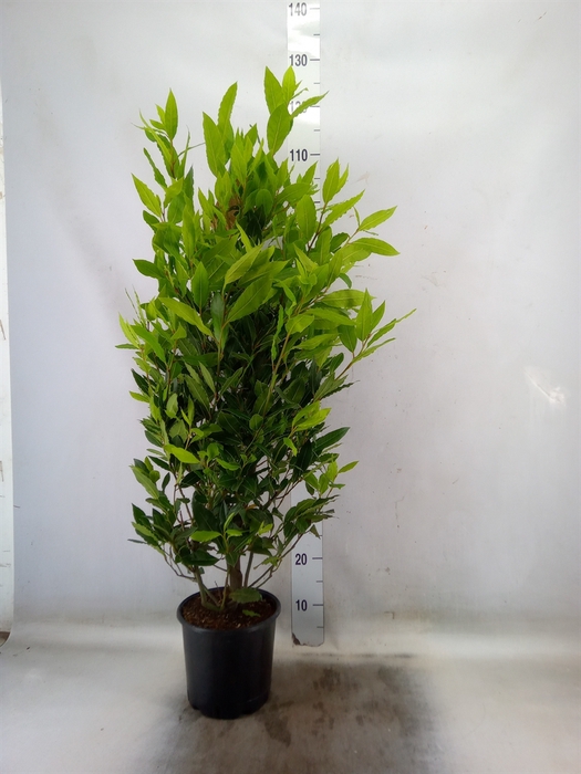 <h4>Laurus nobilis</h4>
