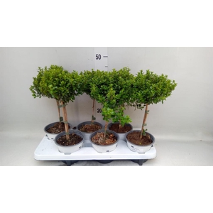 Myrsine africana