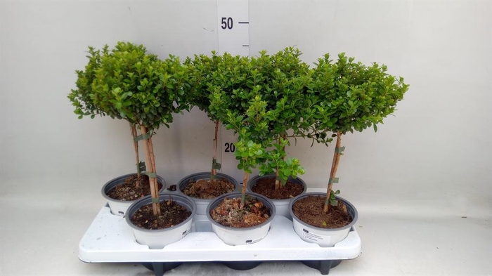 <h4>Myrsine africana</h4>