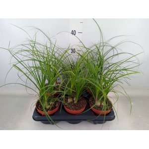 Beaucarnea recurvata