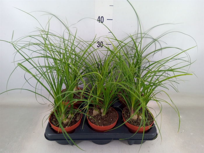 <h4>Beaucarnea recurvata</h4>
