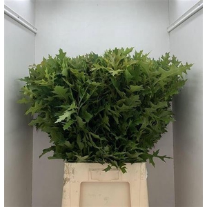 Quercus Palustris
