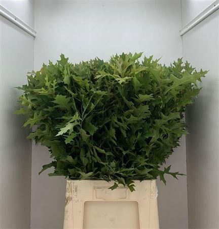 <h4>Quercus Palustris</h4>