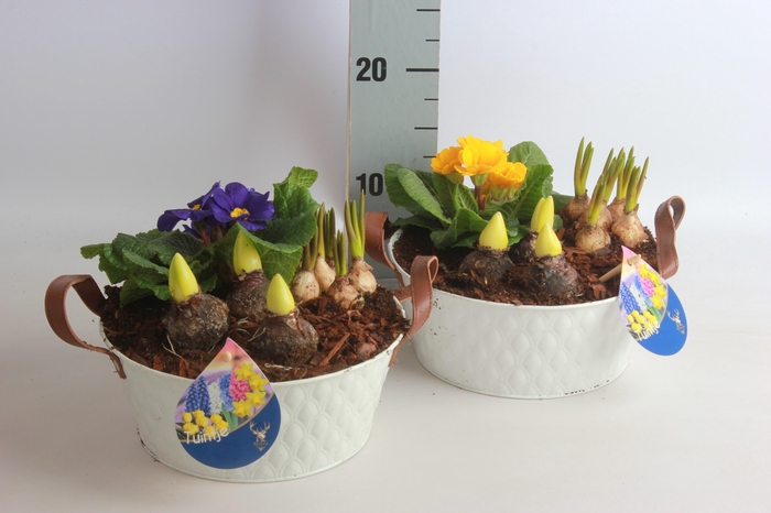 <h4>ARR TUINPLANTEN</h4>