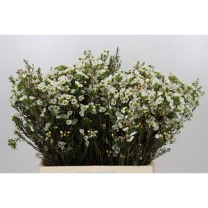 Chamelaucium Sirius