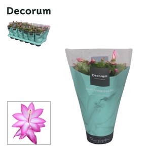 Schlumbergera - 9 cm - Purple (Jolly Dancer) met hoes - Decorum