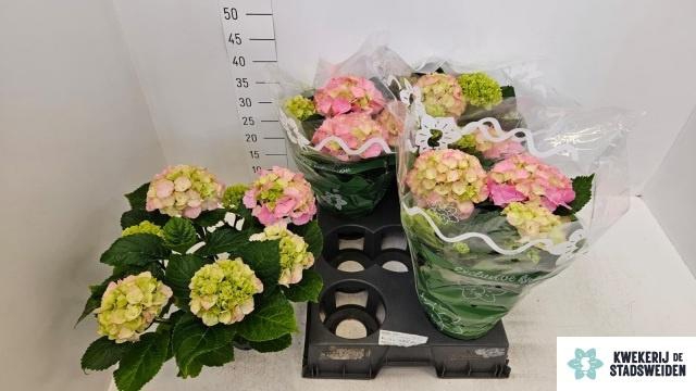 <h4>HYDR M MONACO</h4>