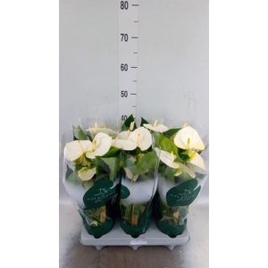 Anthurium andr. 'Samora'