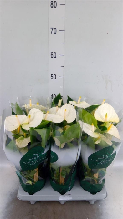 <h4>Anthurium andr. 'Samora'</h4>
