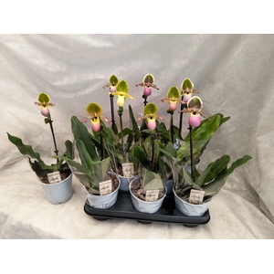 PAPH MULTIFLOWER GEM