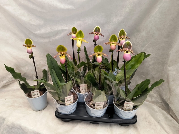 <h4>PAPH MULTIFLOWER GEM</h4>