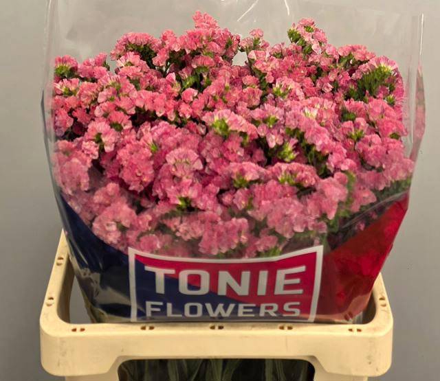 <h4>LIM S AMAZON BIRDS</h4>