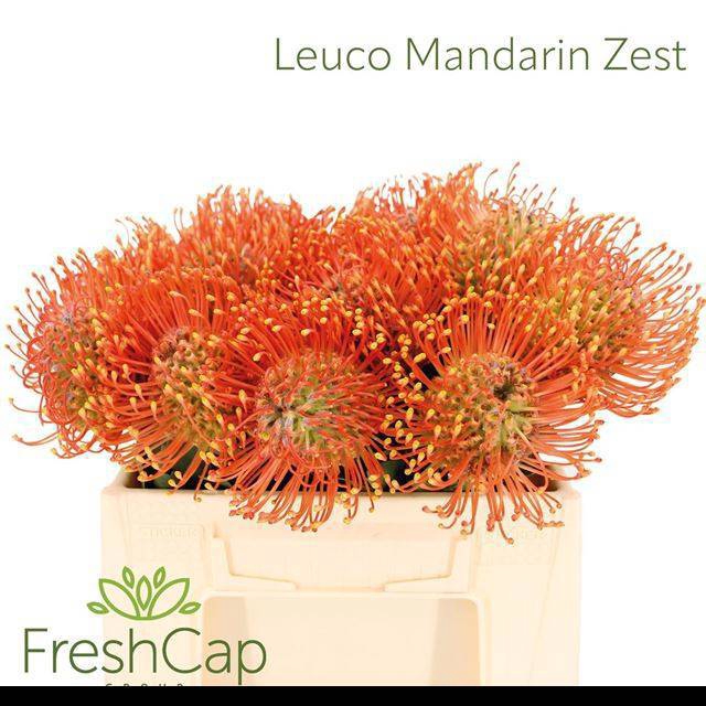 <h4>LEUCO AYOBA MAN ZEST</h4>