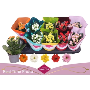 KAL GE PERF GEM 5 KL