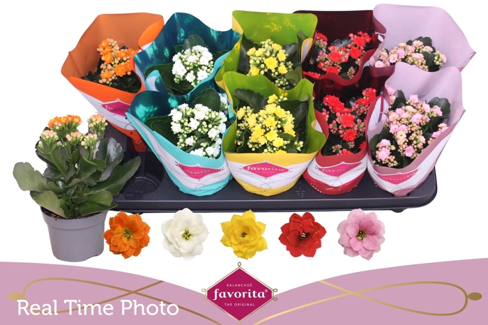 <h4>KAL GE PERF GEM 5 KL</h4>