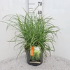 Miscanthus sinensis Strictus