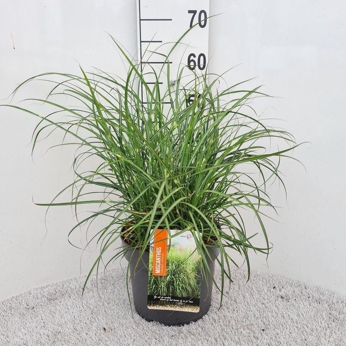 Miscanthus sinensis Strictus