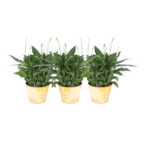 KP-849.6 GL - Spathiphyllum in waterdichte gele smartcup