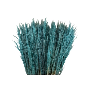 Cortaderia Baby Blue