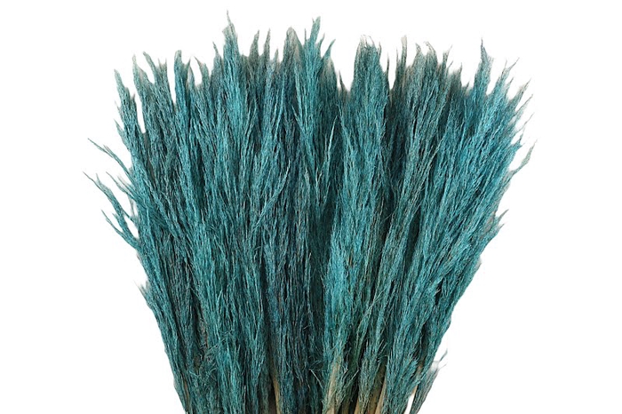 <h4>Cortaderia Baby Blue</h4>