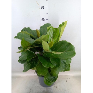 Ficus lyrata