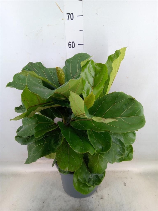 <h4>Ficus lyrata</h4>