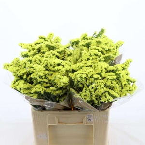 Statice Glossy Wings