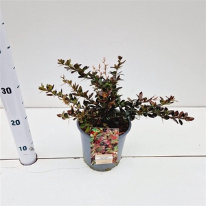 Berberis x media Red Jewel
