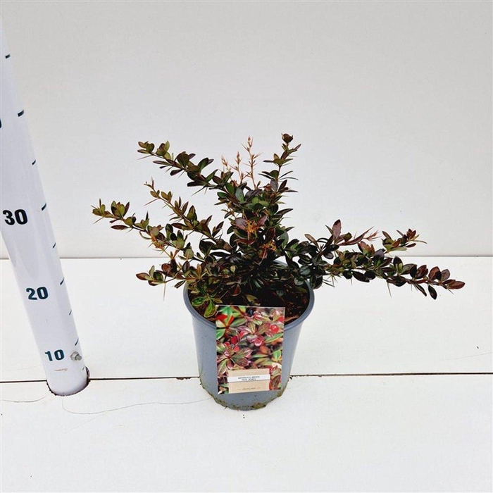 <h4>Berberis x media Red Jewel</h4>