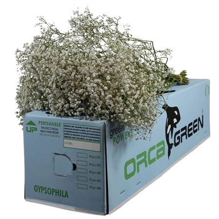 <h4>Gypsophila Xlence Orca</h4>