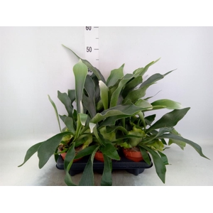 Platycerium bifurc.