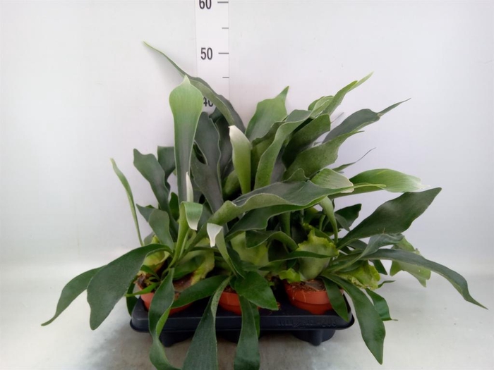 <h4>Platycerium bifurc.</h4>