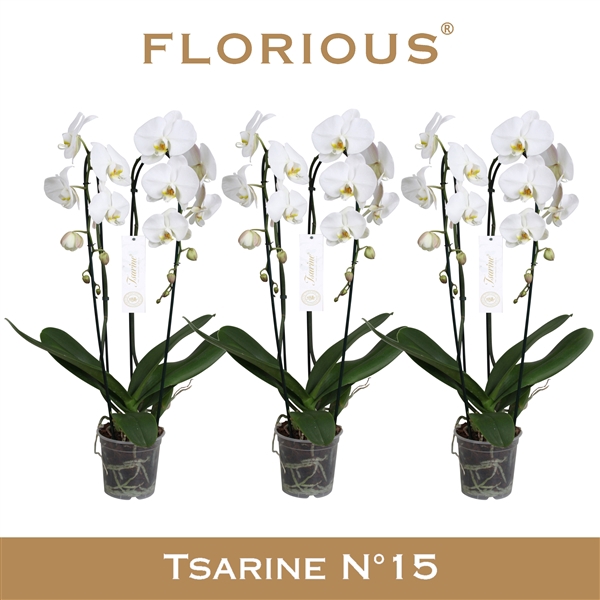 <h4>No15 Grandiflora Wit 2 Tak Cascade</h4>