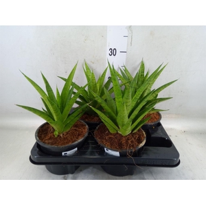 Sansevieria cyl.  ...