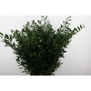 Ruscus aculeatus per bos