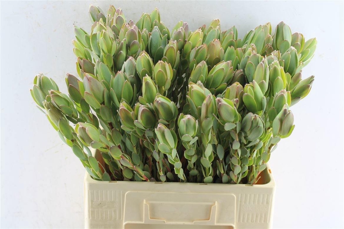 <h4>LEUCAD DISCOLOR</h4>