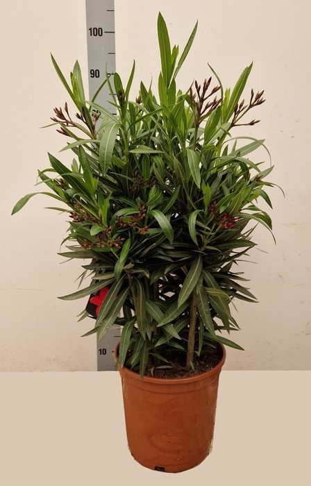 <h4>NERI OLEANDER</h4>