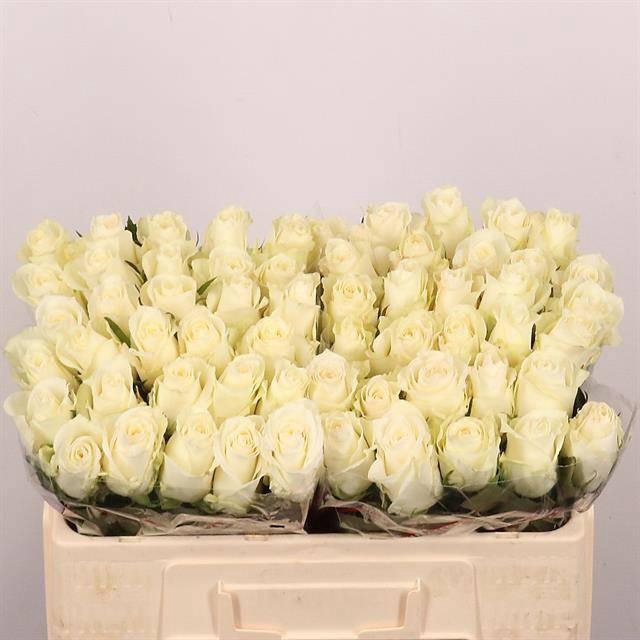 <h4>R GR ALBATROS</h4>