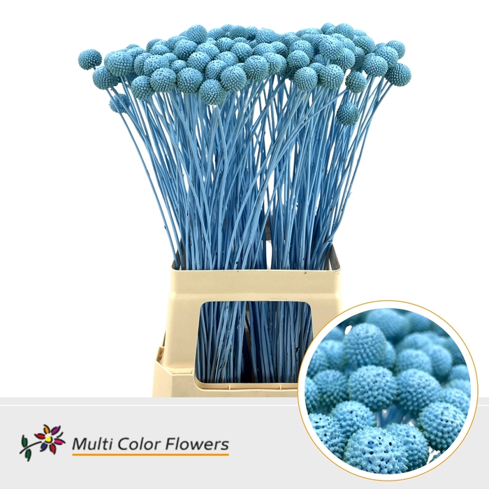 <h4>Craspedia Blauw Licht</h4>
