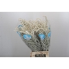 Amaranthus Yearming Desert