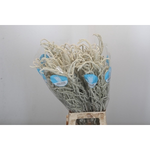 Amaranthus Yearming Desert