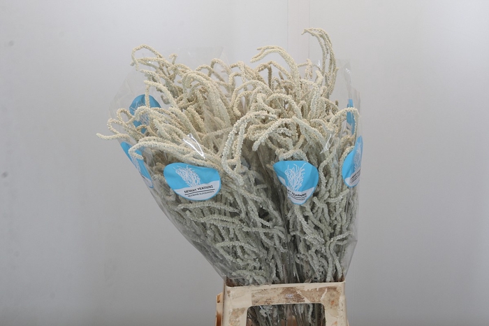 <h4>Amaranthus Yearming Desert</h4>