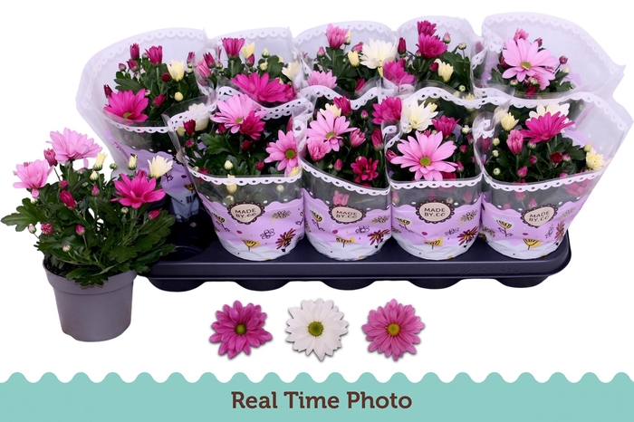 <h4>CHRYS GEM IN POT</h4>