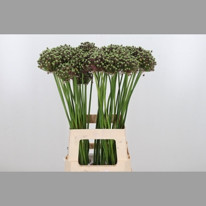 Allium Zaadbollen