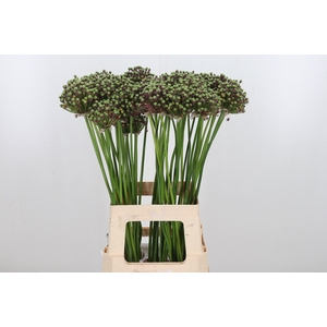 Allium Zaadbollen