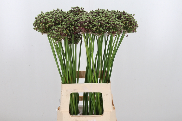 <h4>Allium Zaadbollen</h4>