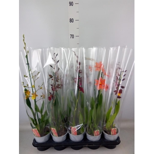 Burrageara  'Nelly Isler'