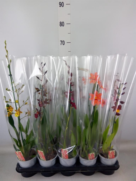 <h4>Burrageara  'Nelly Isler'</h4>