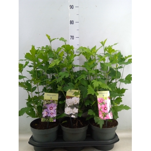 Hibiscus syriacus