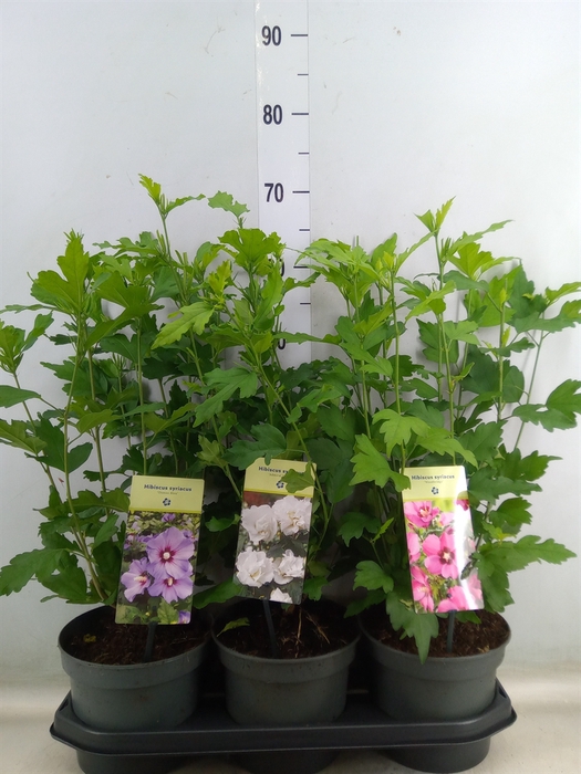 <h4>Hibiscus syriacus</h4>